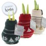 Kerstmis Amaryllis Bol